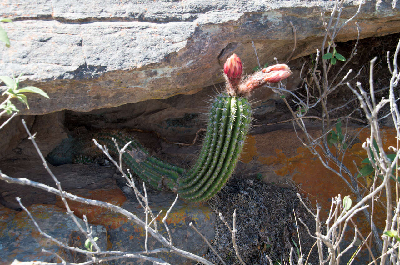 Imagem de Echinopsis schickendantzii F. A. C. Weber