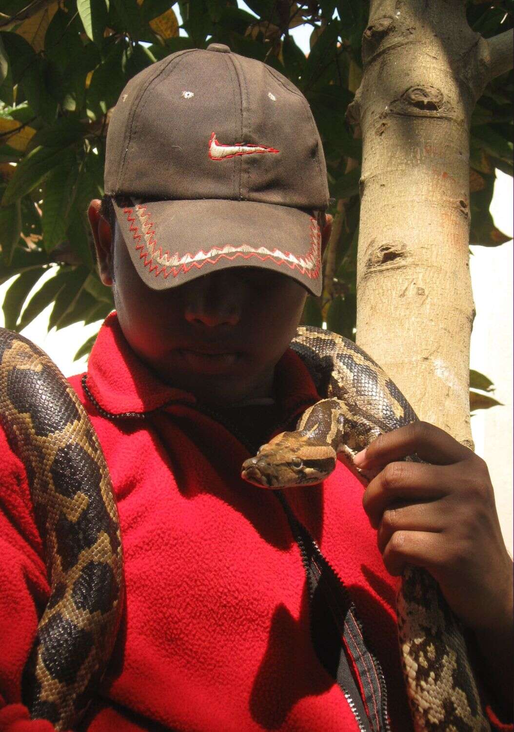 Image of Burmese python