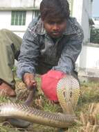 Image of Indian cobra