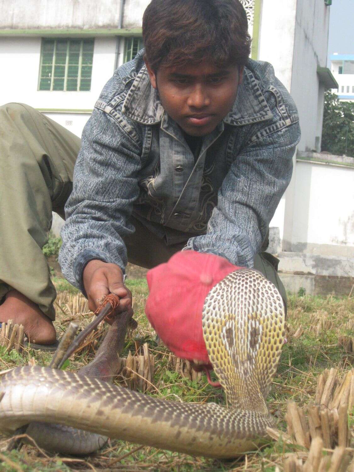 Image of Indian cobra