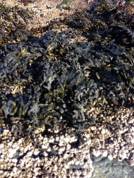 Image of Bladder Wrack