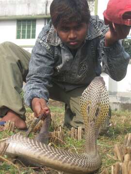 Image of Indian cobra