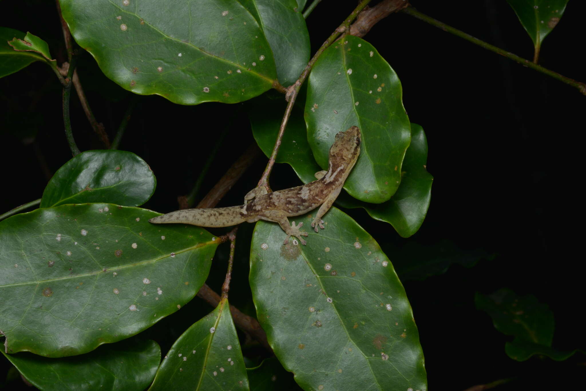 Image of Bavayia exsuccida Bauer, Whitaker & Sadlier 1998