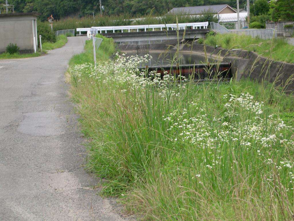 Image of eastern daisy fleabane