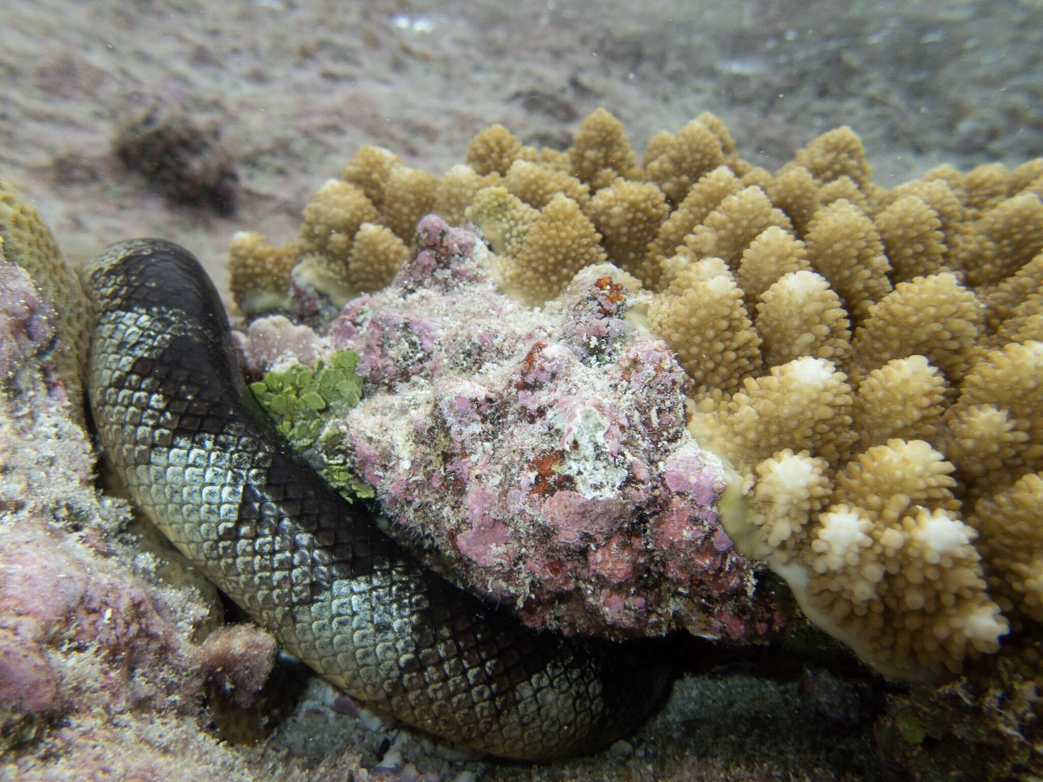 Image of Flat-tail Sea Snake