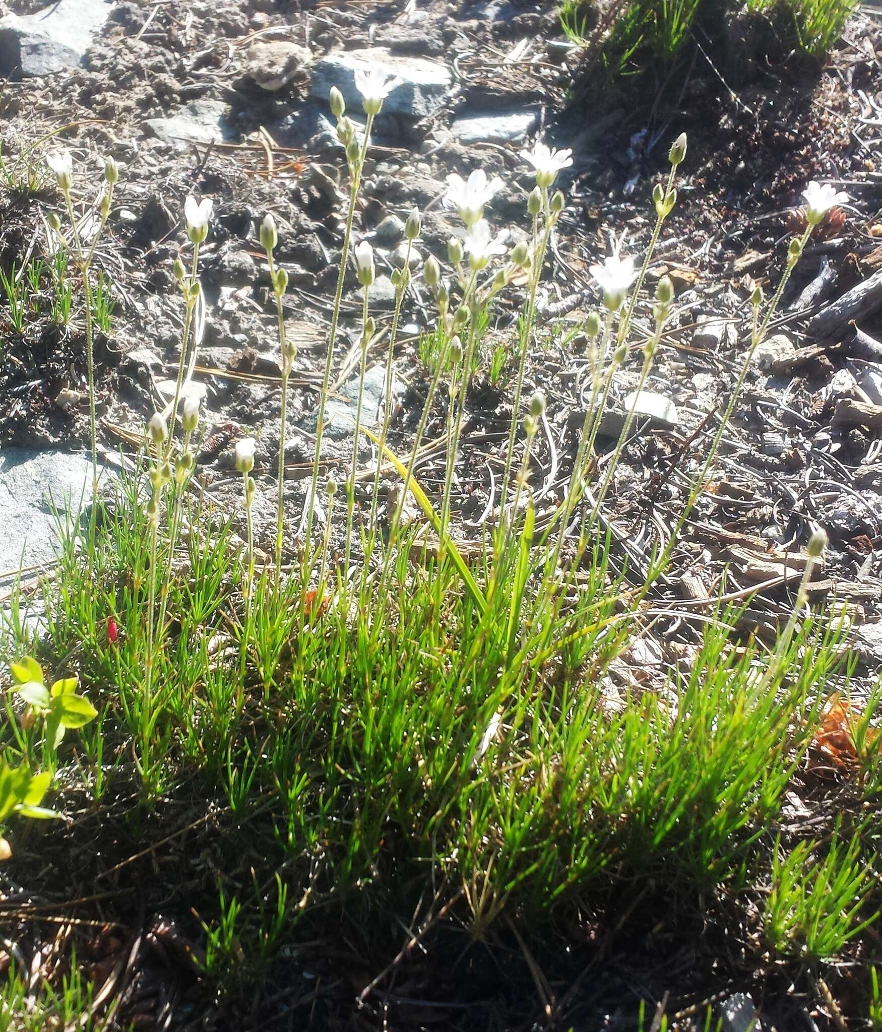 Image of fescue sandwort