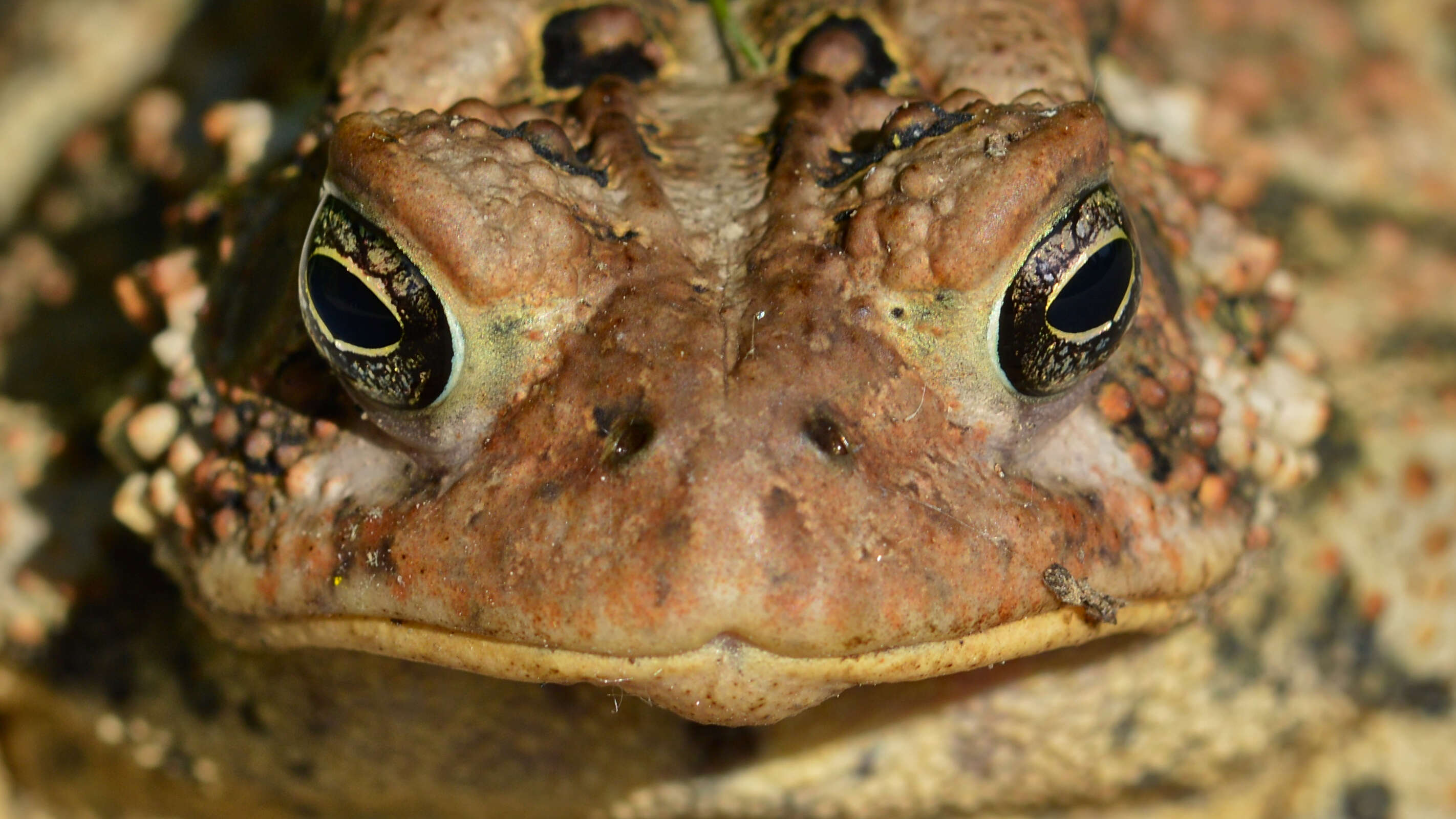 Image of American Toad