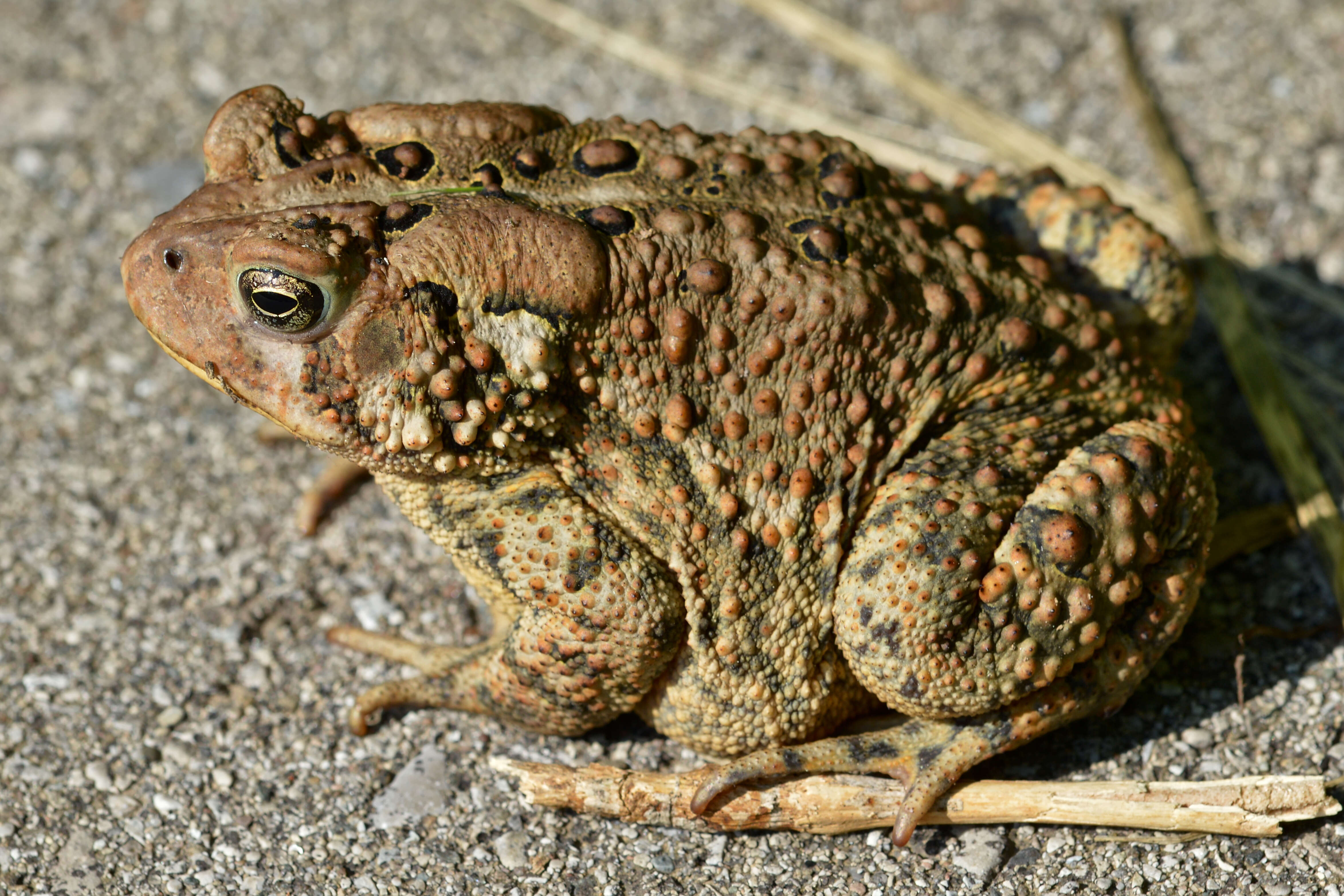 Image de Anaxyrus americanus (Holbrook 1836)