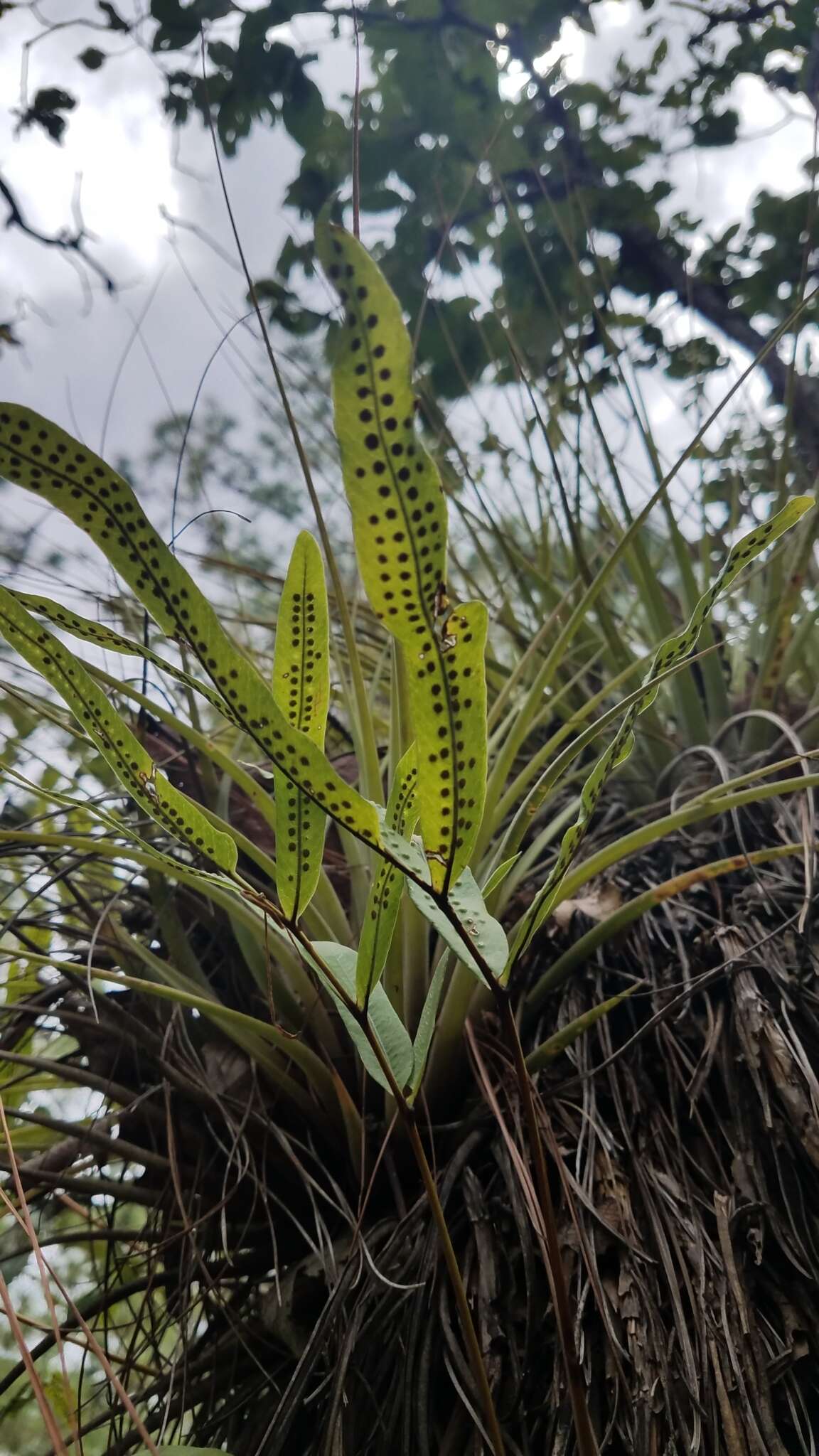 Sivun Serpocaulon triseriale (Sw.) A. R. Sm. kuva