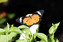 Image of Cethosia cyane Drury 1770