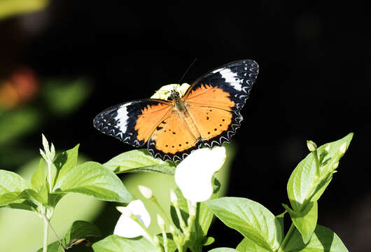 Image of Cethosia cyane Drury 1770