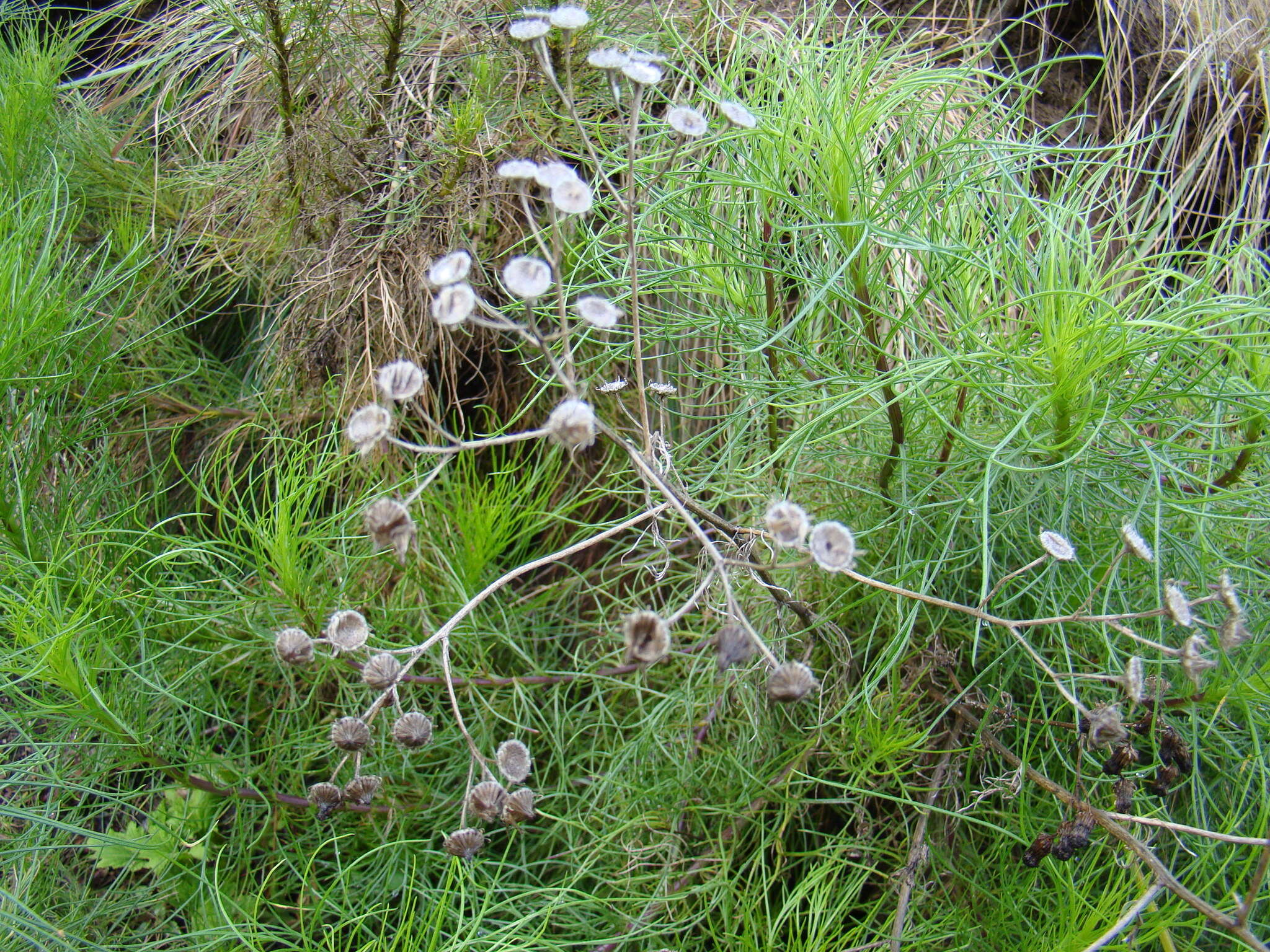 Image of Senecio paniculatus Berg.