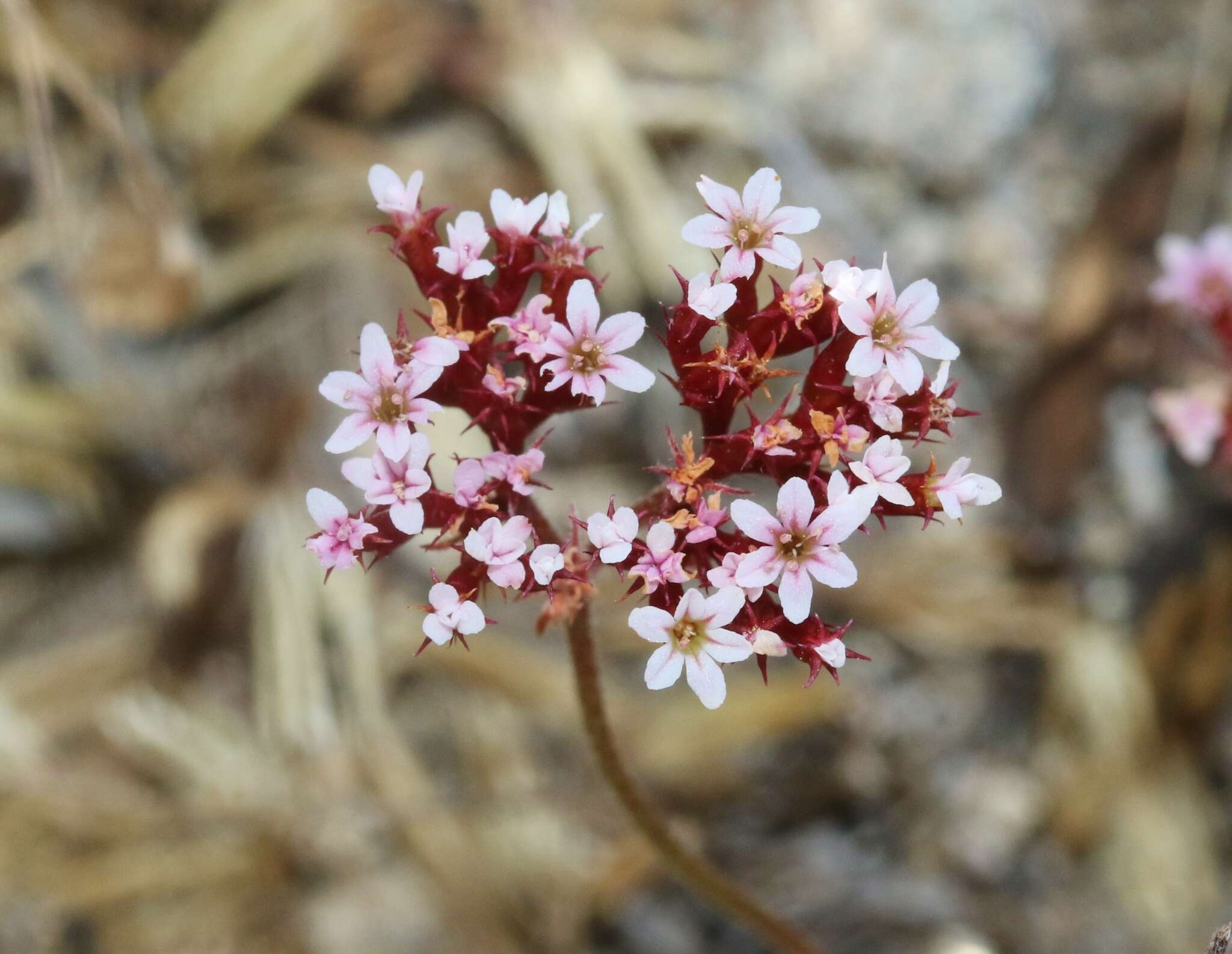 Image of Santa Barbara spineflower