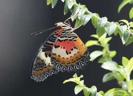 Image of Cethosia cyane Drury 1770