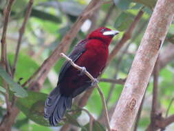 Image of Silver-beaked Tanager