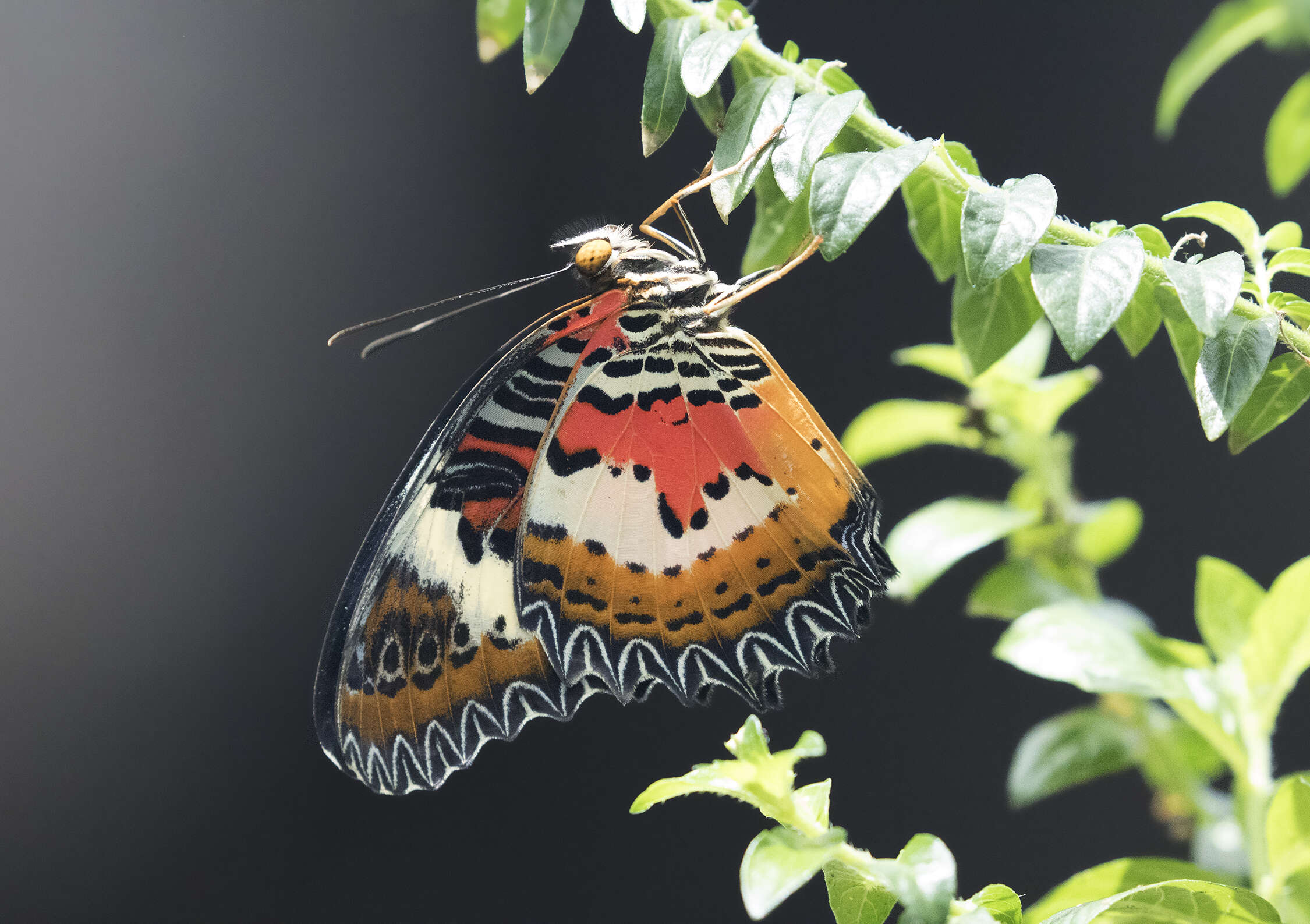 Image of Cethosia cyane Drury 1770