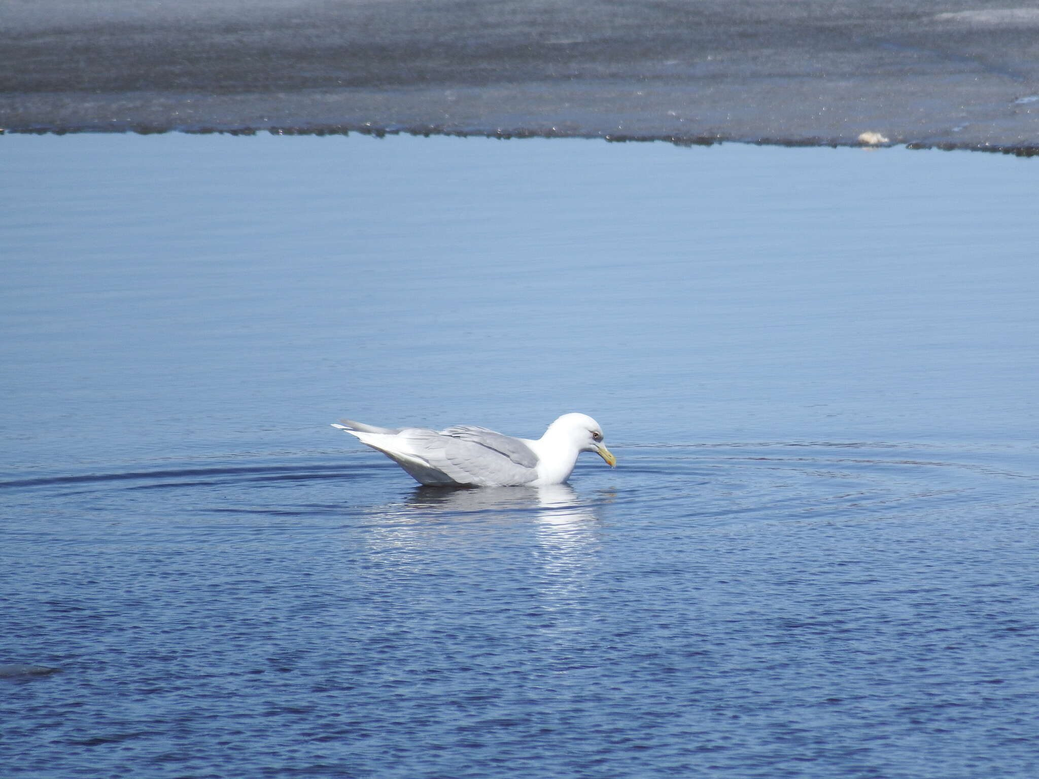 Image of Iceland Gull