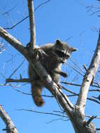 Image of Cozumel Island Raccoon