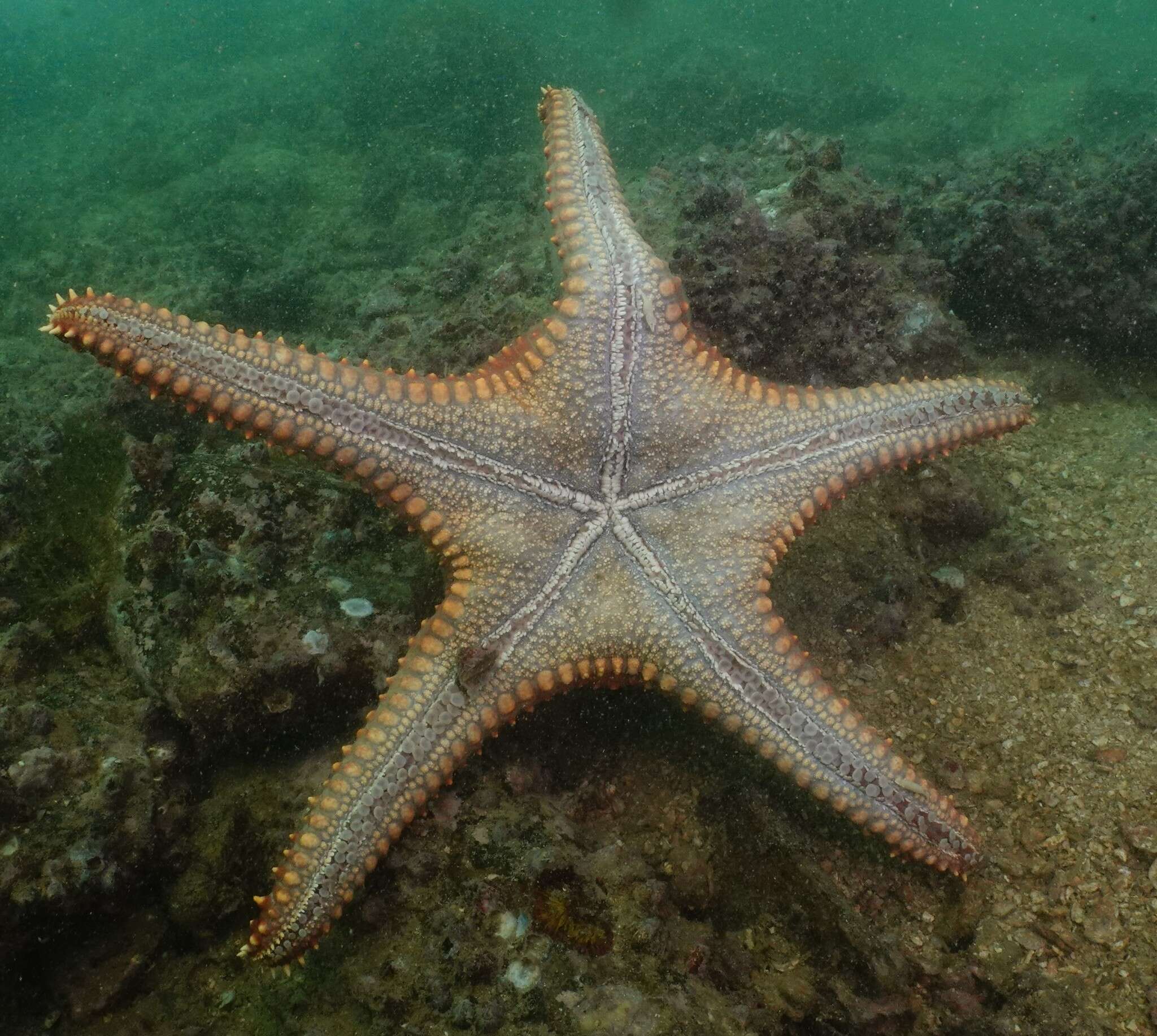 Image of Pentaceraster chinensis (Gray 1840)