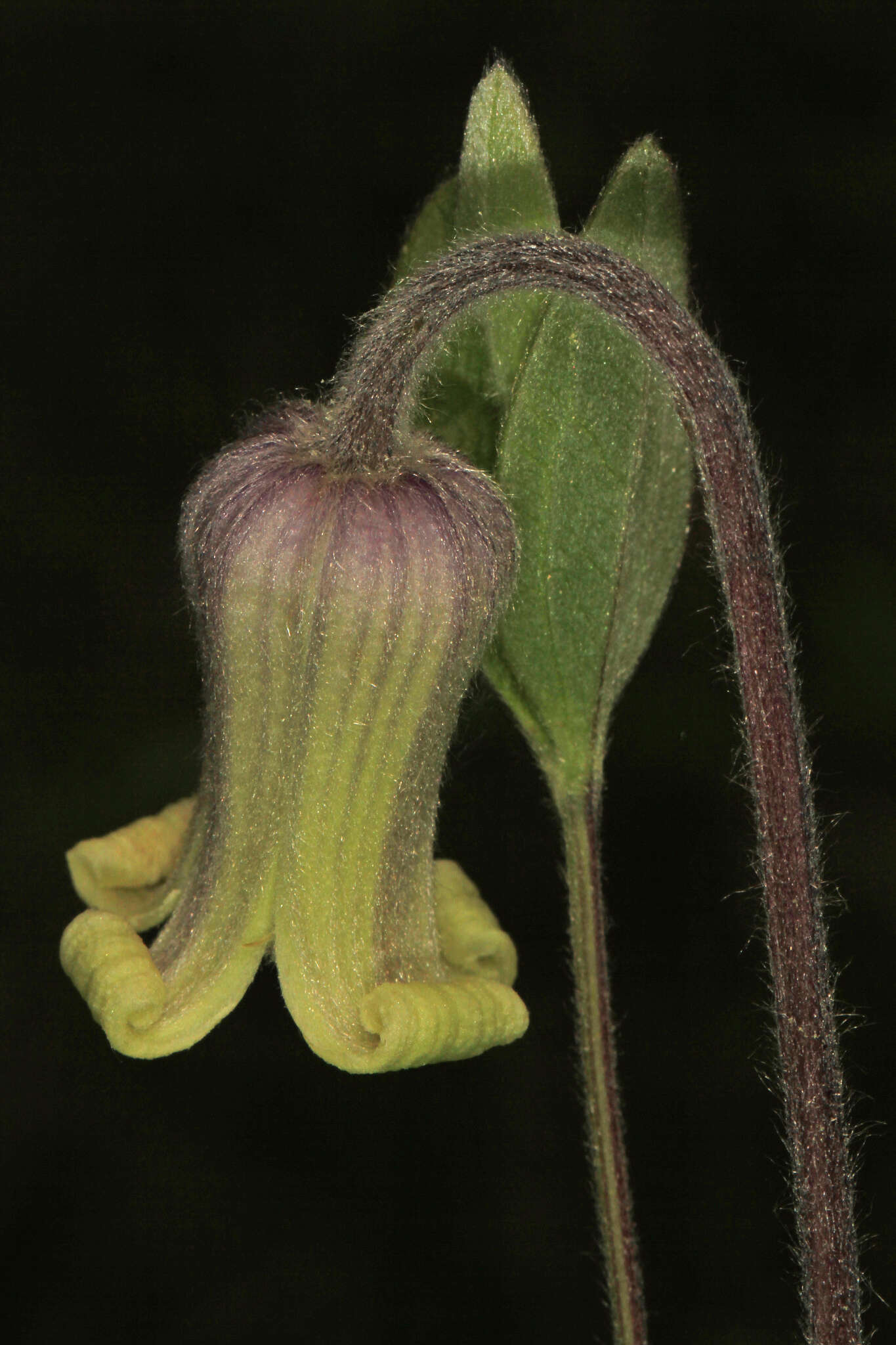 Plancia ëd Clematis ochroleuca