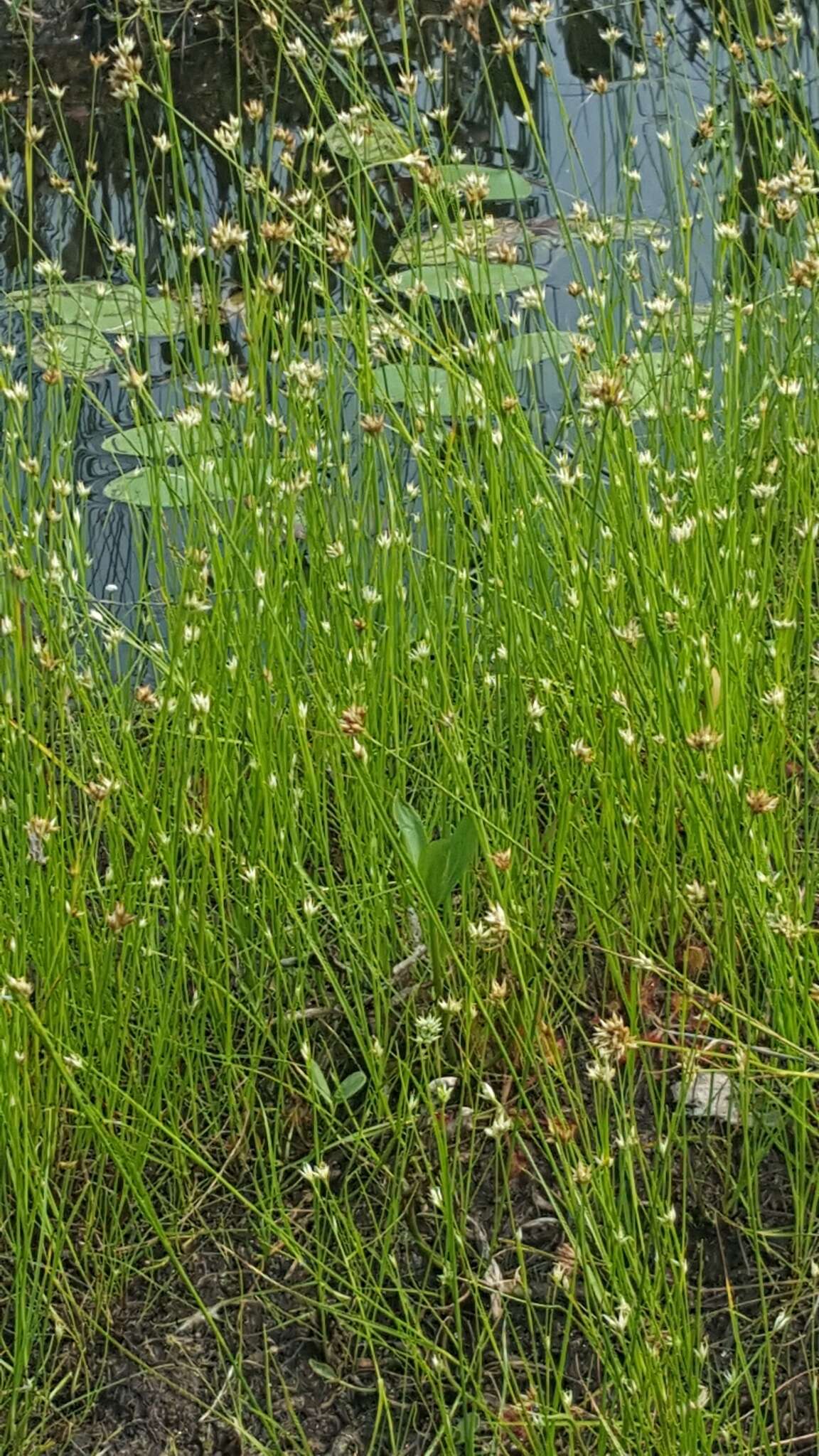 Plancia ëd Rhynchospora alba (L.) Vahl