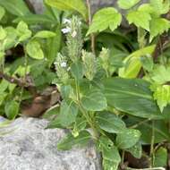 Image of Justicia procumbens var. riukiuensis Yamamoto