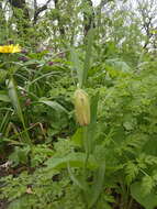 Image of Fritillaria lagodechiana Kharkev.