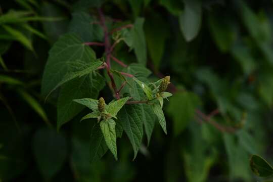 Imagem de Dalembertia triangularis Müll. Arg.