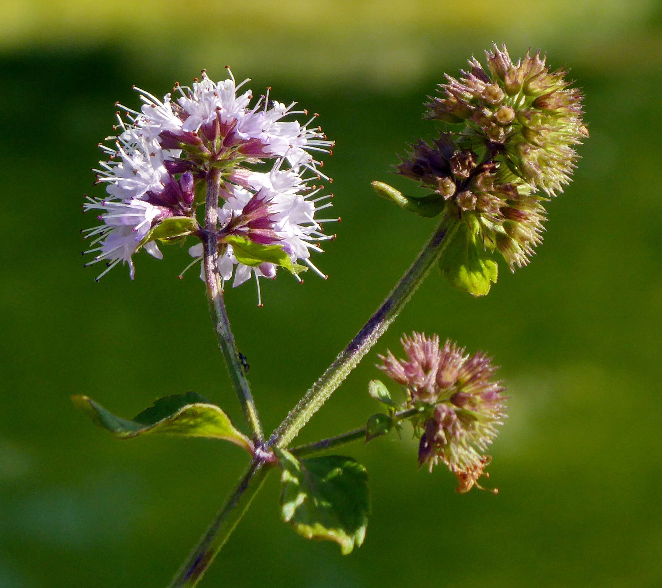 Image of Water Mint