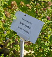 Image of Water Mint