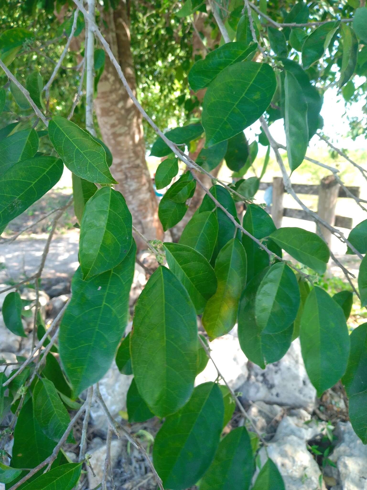 Image of white ramoon