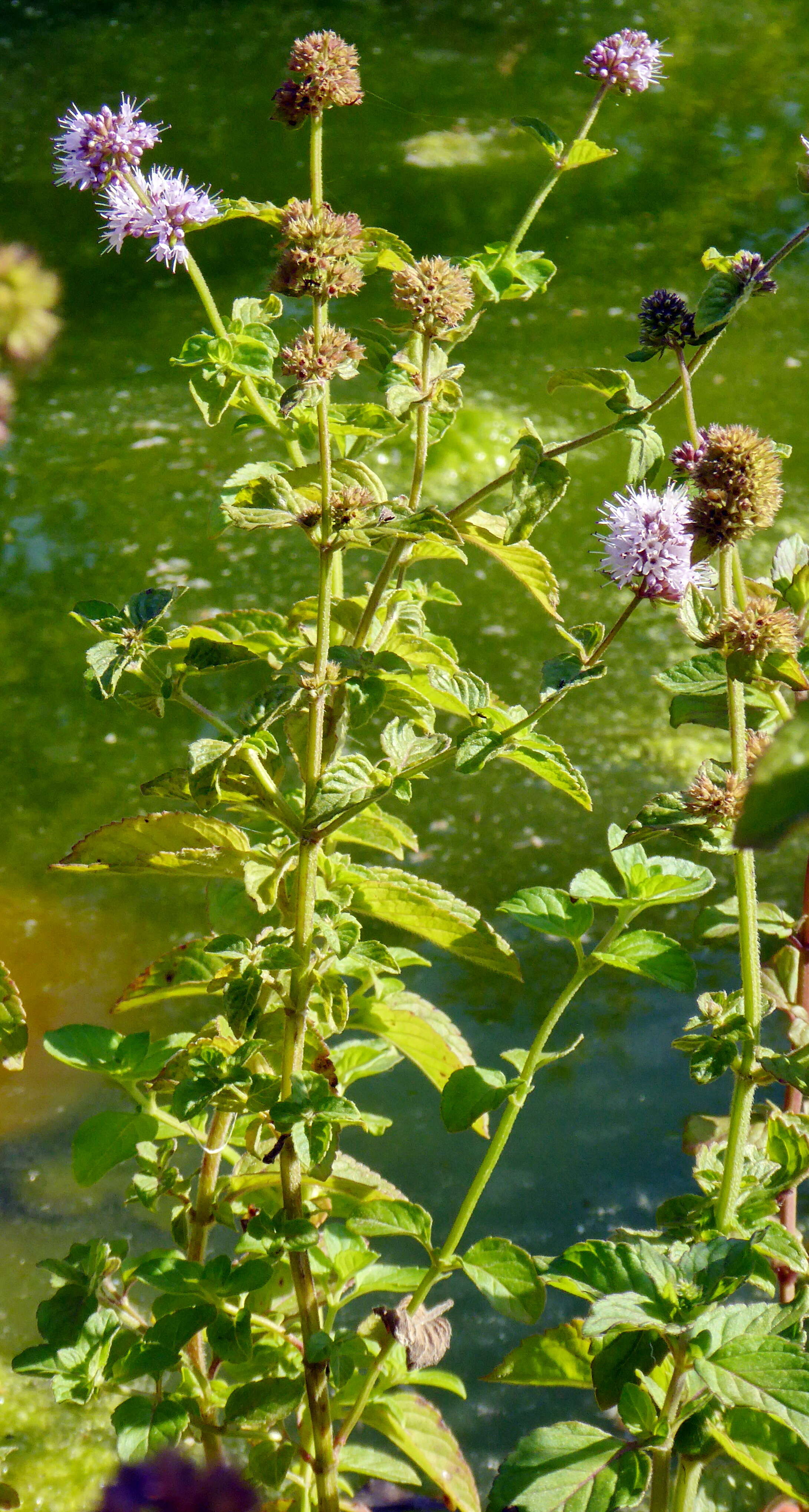 Image of Water Mint