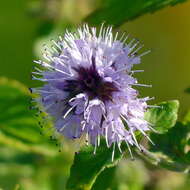 Image of Water Mint