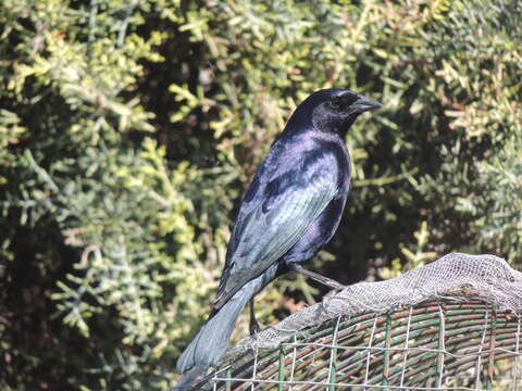 Image of Shiny Cowbird