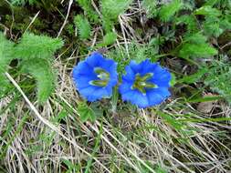 Image de Gentiana grandiflora Laxm.