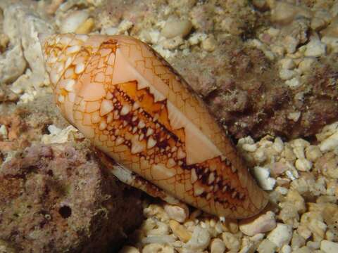 Image of Conus legatus Lamarck 1810