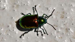 Image of Dogbane Beetle