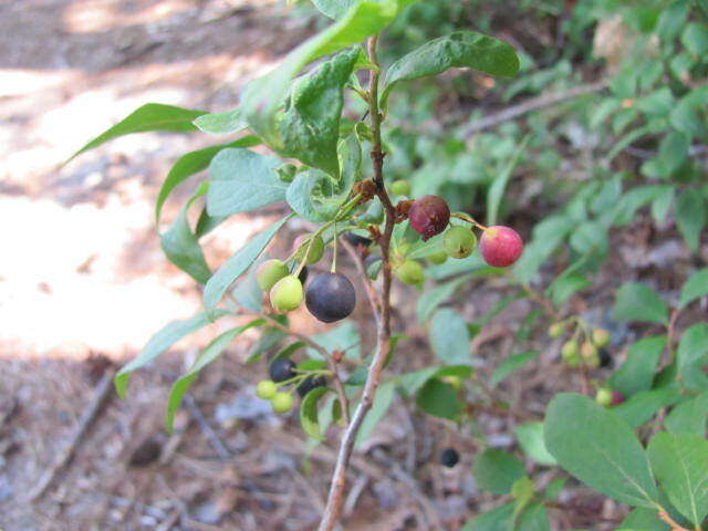 Image of Black Huckleberry