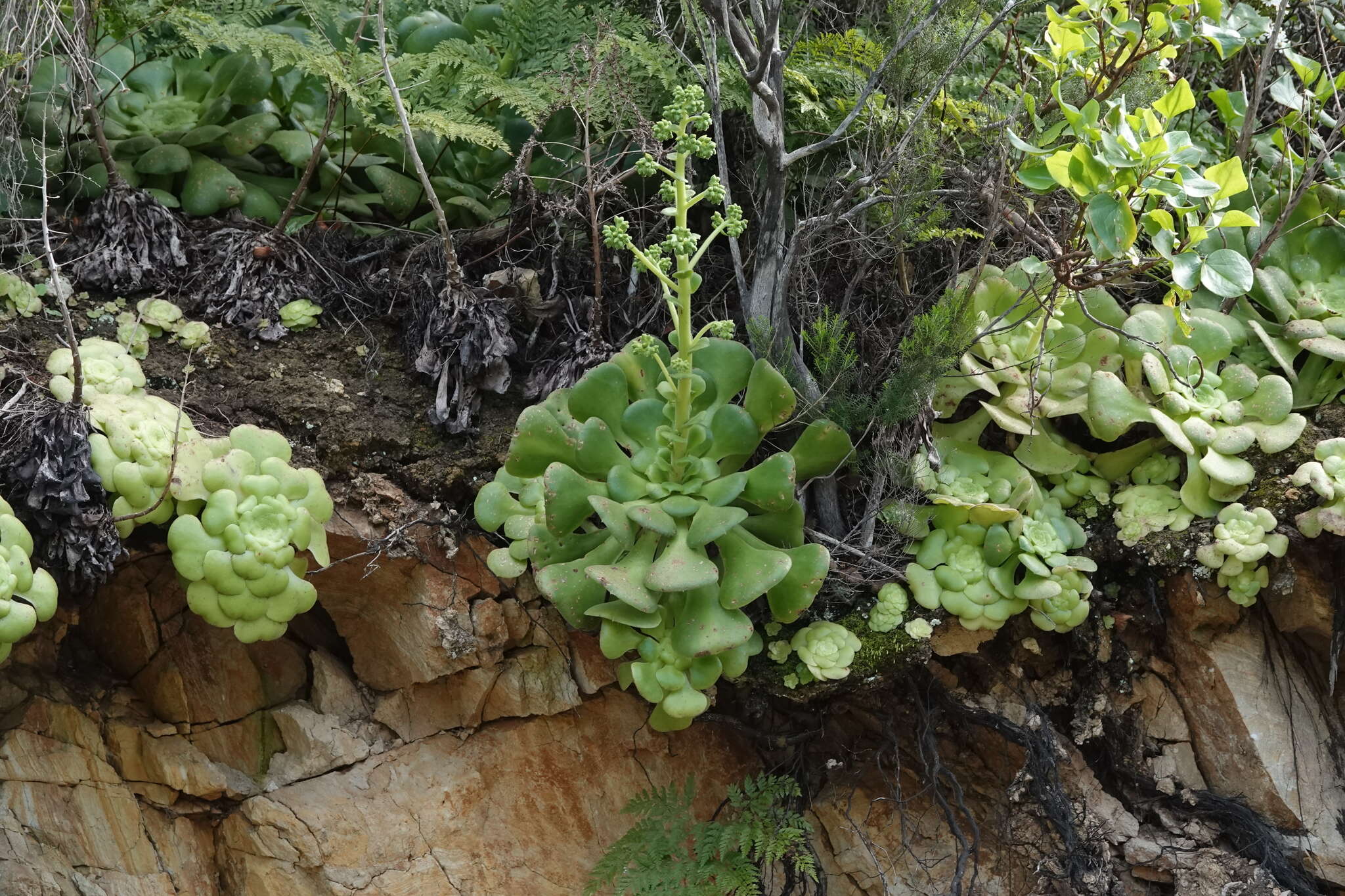 Image of Aeonium canariense subsp. latifolium (Burchard) Bañares