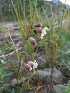 Image of Silene paucifolia Ledeb.