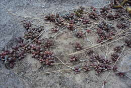 Image of Delosperma subpetiolatum L. Bol.