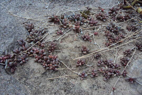 Image of Delosperma subpetiolatum L. Bol.