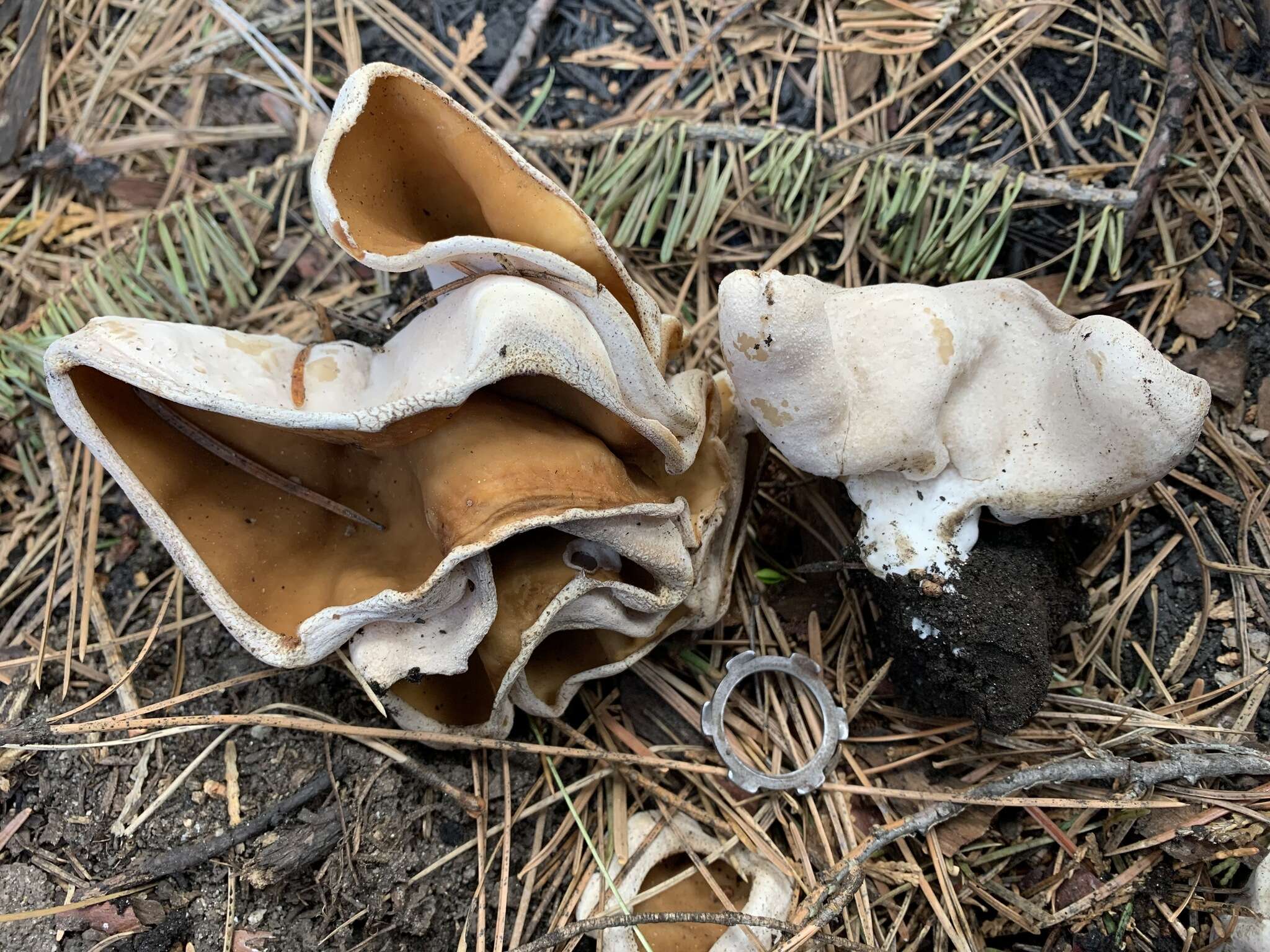 Imagem de Gyromitra melaleucoides (Seaver) Pfister 1980