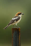 Image of Woodchat Shrike