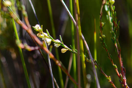 Image of Clutia ericoides Thunb.