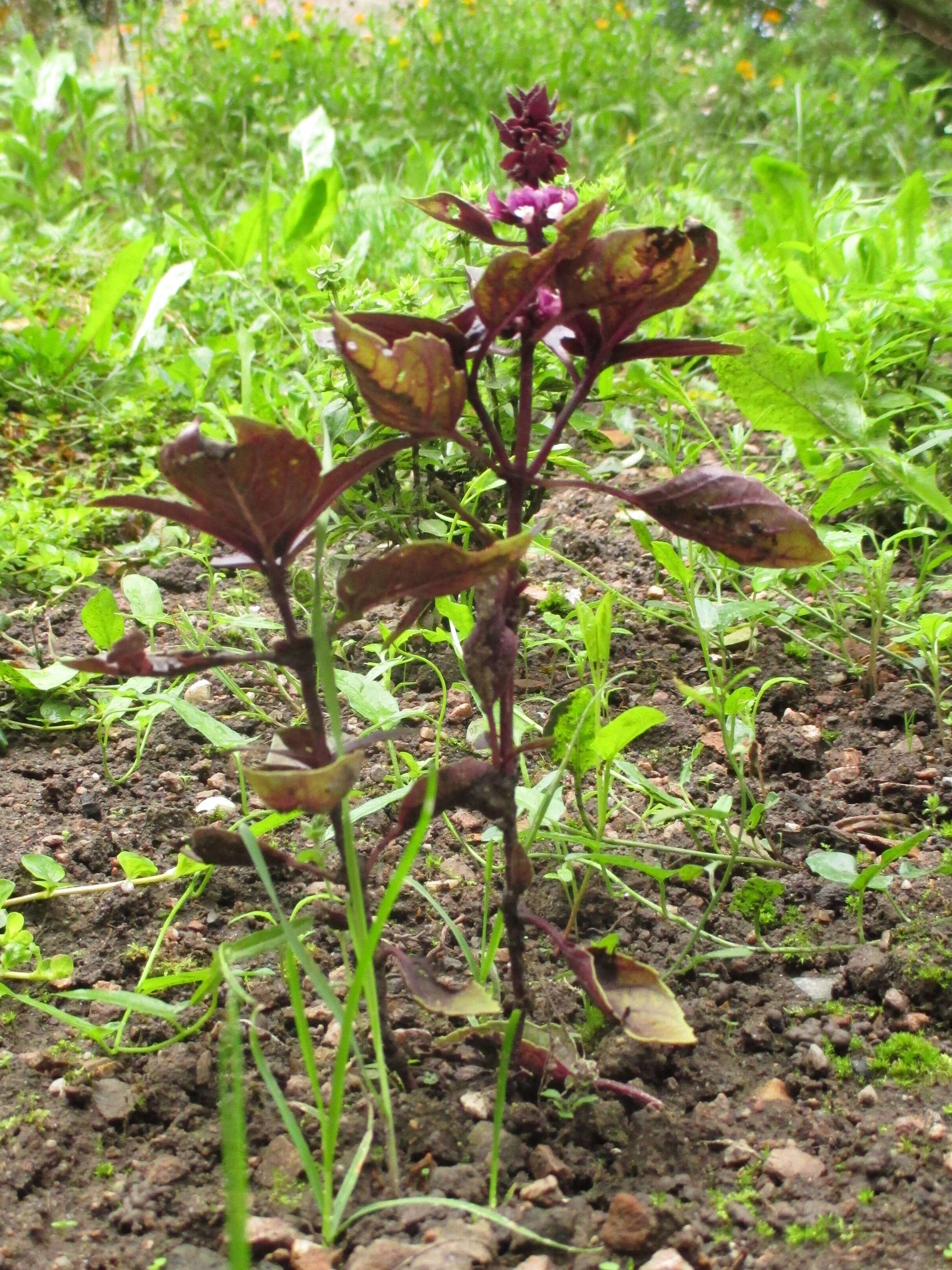 Image of sweet basil