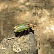 Image of Rhytiphora nigrovirens (Donovan 1805)