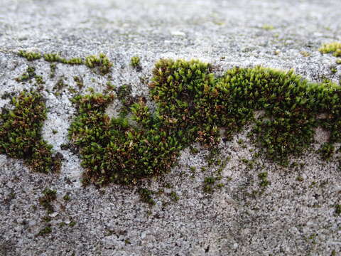 Image of orthotrichum moss