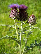 Image of cardoon