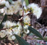 Image of Eucalyptus odorata Behr